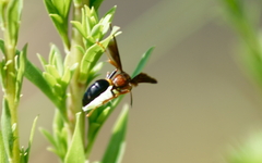 Gorytes smithii floridanus