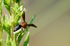 Gorytes smithii floridanus