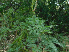 Prosopis affinis