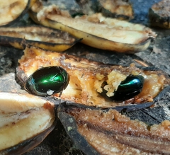 Lagochile emarginata