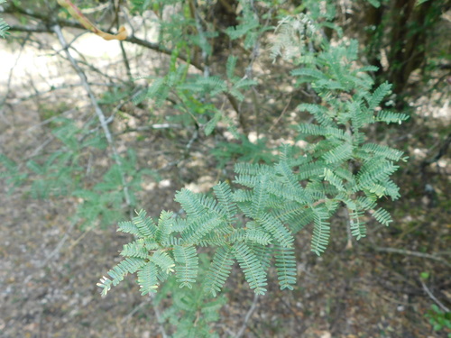 Image of Neltuma affinis by no rights reserved