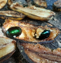 Lagochile emarginata