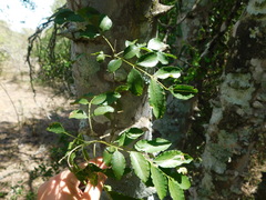 Zanthoxylum rhoifolium