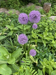 Allium giganteum