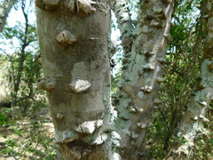 Zanthoxylum rhoifolium