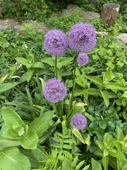 Allium giganteum