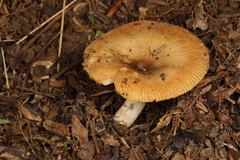 Russula amerorecondita