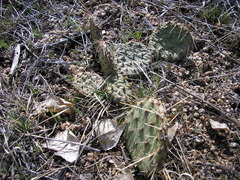 Opuntia polyacantha