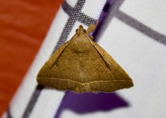 Zanclognatha marcidilinea