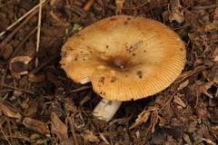 Russula amerorecondita