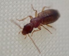 Paradromius linearis