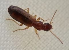 Paradromius linearis