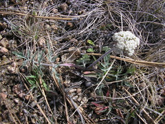 Lomatium orientale