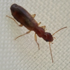 Paradromius linearis