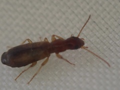 Paradromius linearis