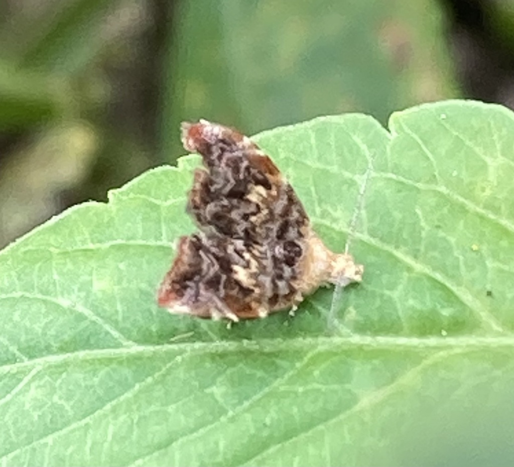 Choreutis sexfasciella