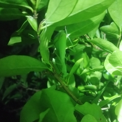 Miomantis caffra