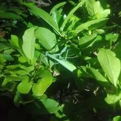 Miomantis caffra