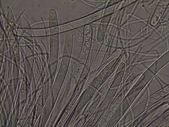 Geoscypha violacea
