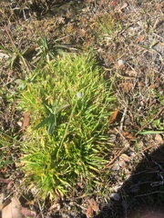 Lachnocaulon