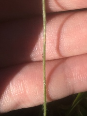 Lachnocaulon