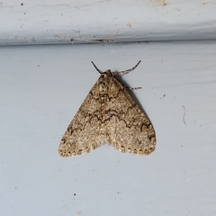 Phigalia denticulata