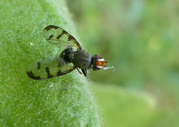 Herina tristis