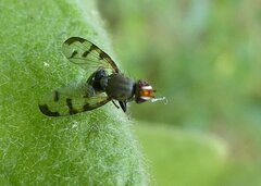 Herina tristis