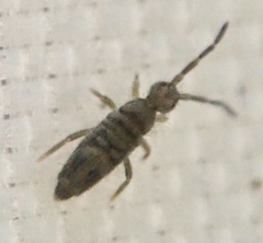 Entomobrya nivalis