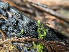 Annulohypoxylon