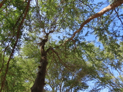 Vachellia hindsii