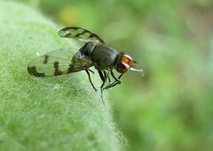 Herina tristis