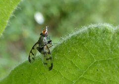 Herina tristis