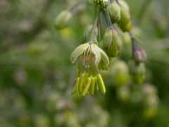 Thalictrum simplex