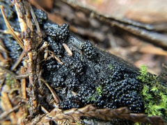 Annulohypoxylon