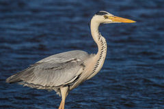 Ardea cinerea