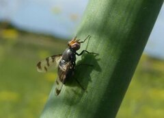 Herina nigrina