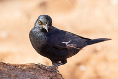 Onychognathus nabouroup