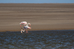Phoenicopterus roseus