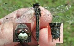 Leucorrhinia intacta