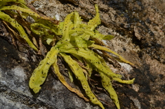 Pinguicula longifolia