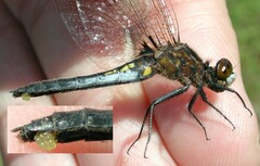 Leucorrhinia intacta