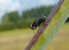 Herina nigrina