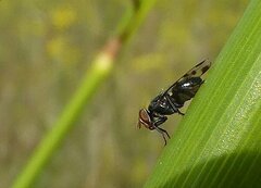 Herina nigrina