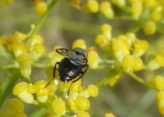 Herina nigrina