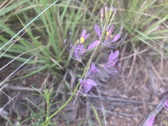 Cleome maculata