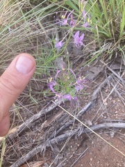 Cleome maculata