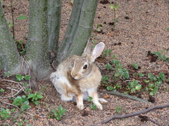 Leporidae