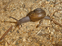 Helminthoglypta