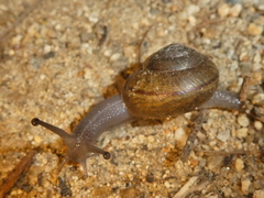 Helminthoglypta